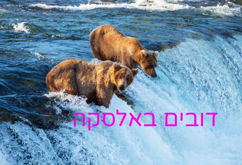 אלסקה דובים בנהר